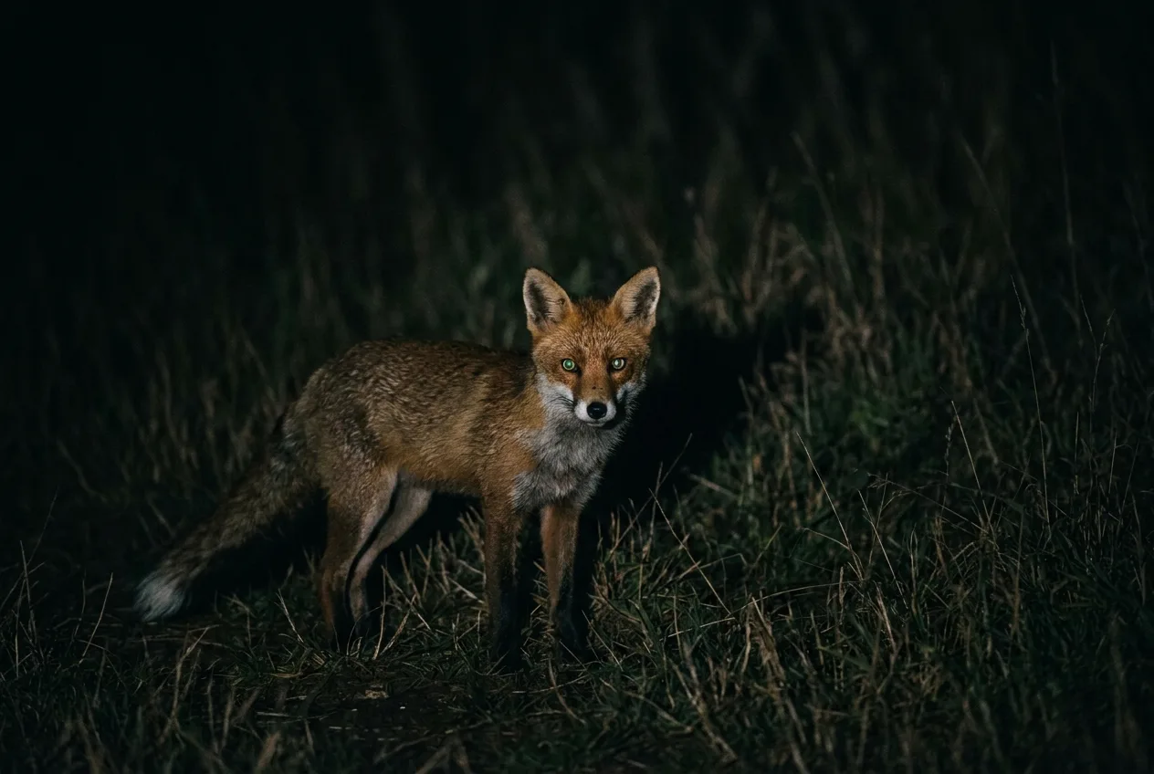 A red fox at night with eyes reflecting a greenish glow in a spotlight