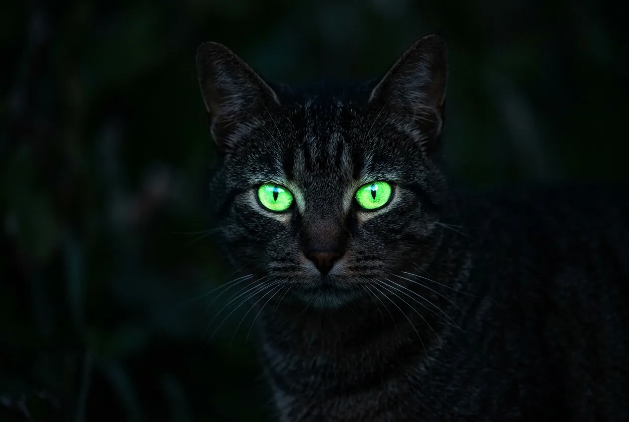A cat's eyes glowing bright green in low light against a dark background