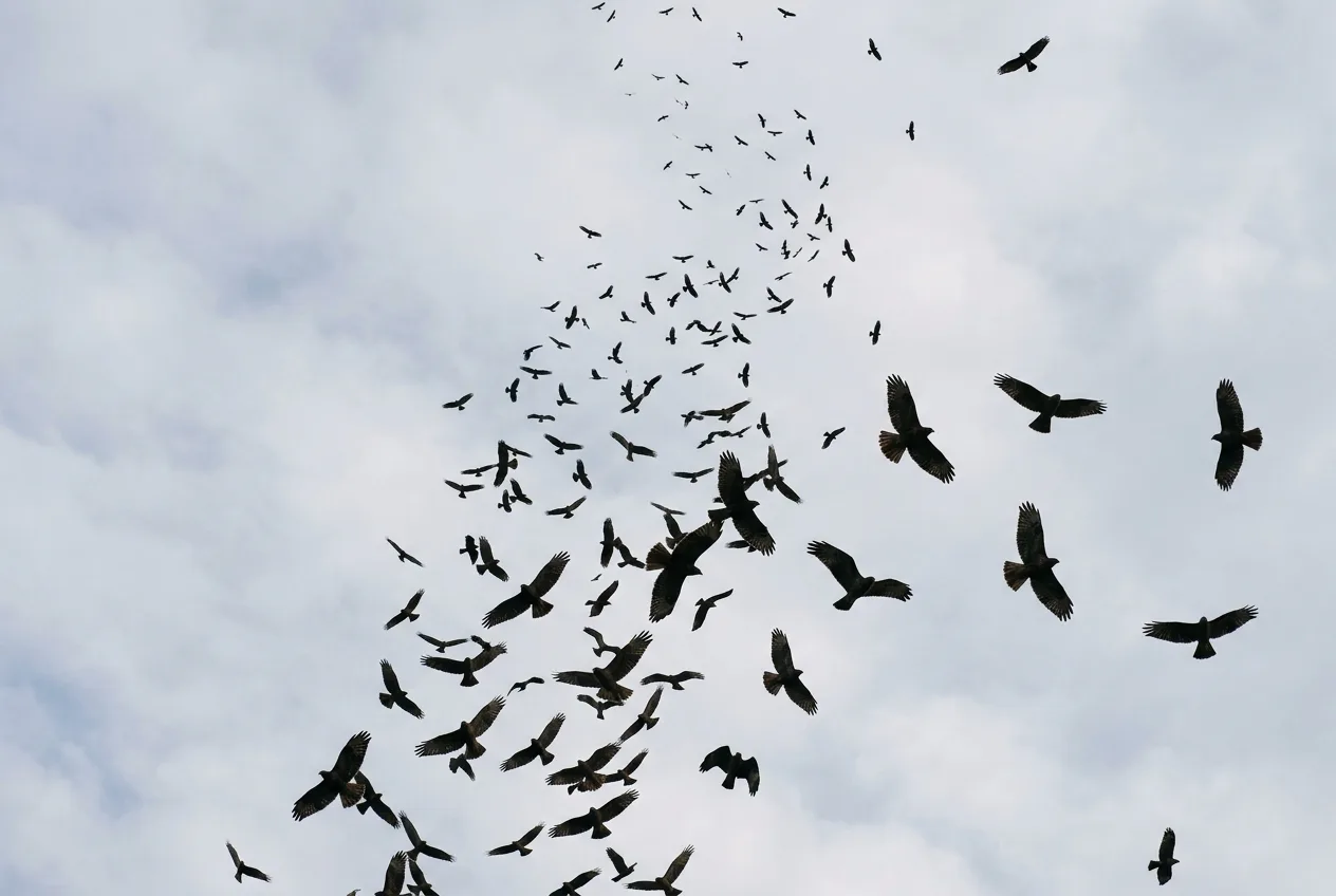 A swirling kettle of migrating hawks rising against a pale sky