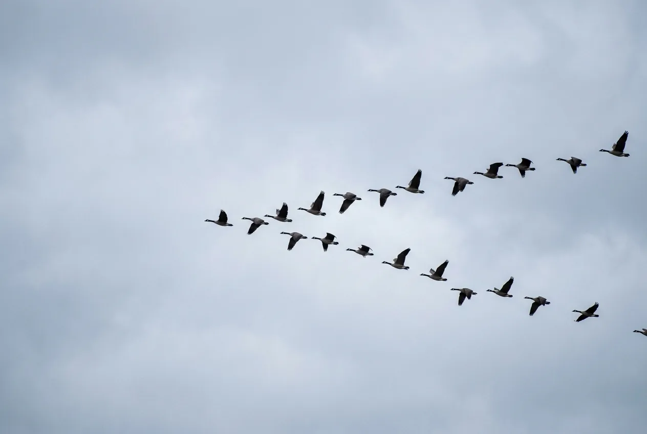 A skein of ducks or geese flying in a V formation across an overcast sky