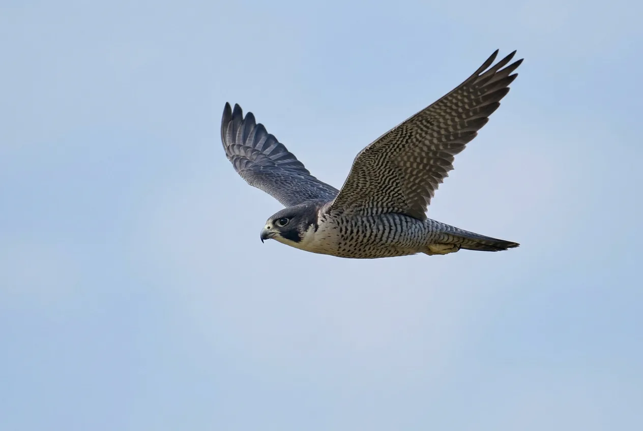 A peregrine falcon in fast direct flight with swept pointed wings
