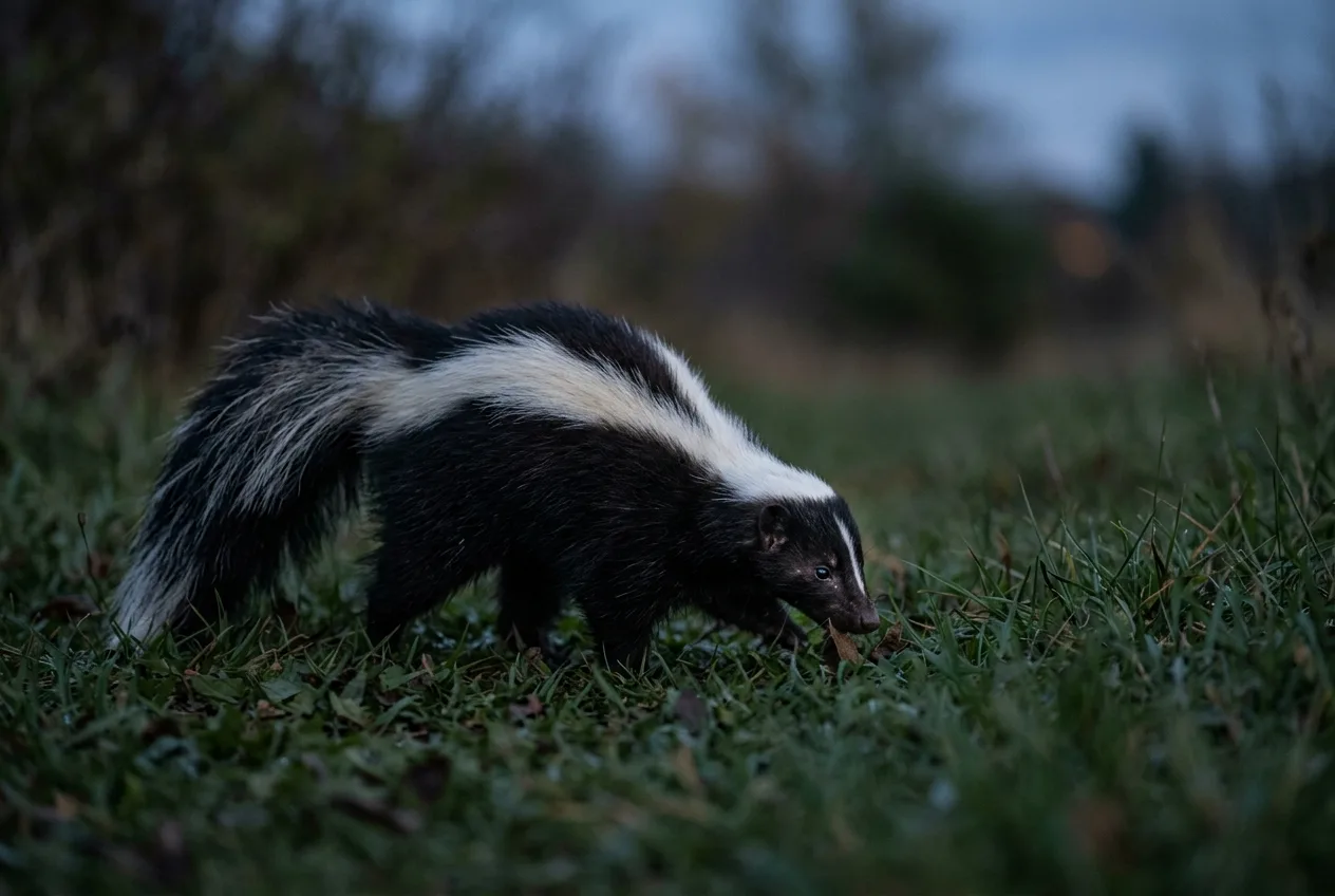 A striped skunk foraging low to the ground in grass at dusk, bold white stripe visible