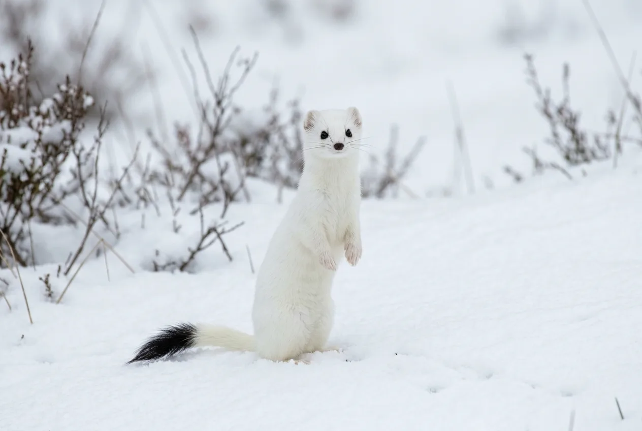 A stoat in white winter coat on snow with only its black tail tip showing color
