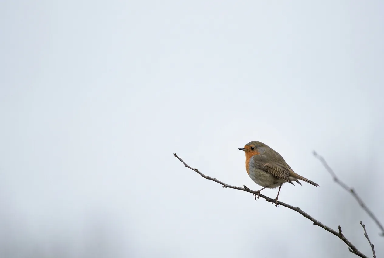 Ein kleiner Vogel winzig in einem großen Bild aus weichem Himmel, das negativen Raum zeigt