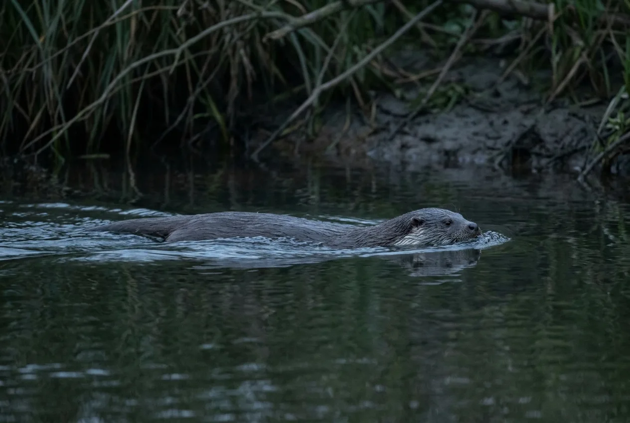 Une loutre nage presque entièrement immergée, ne laissant dépasser que la tête, en creusant un sillage en U