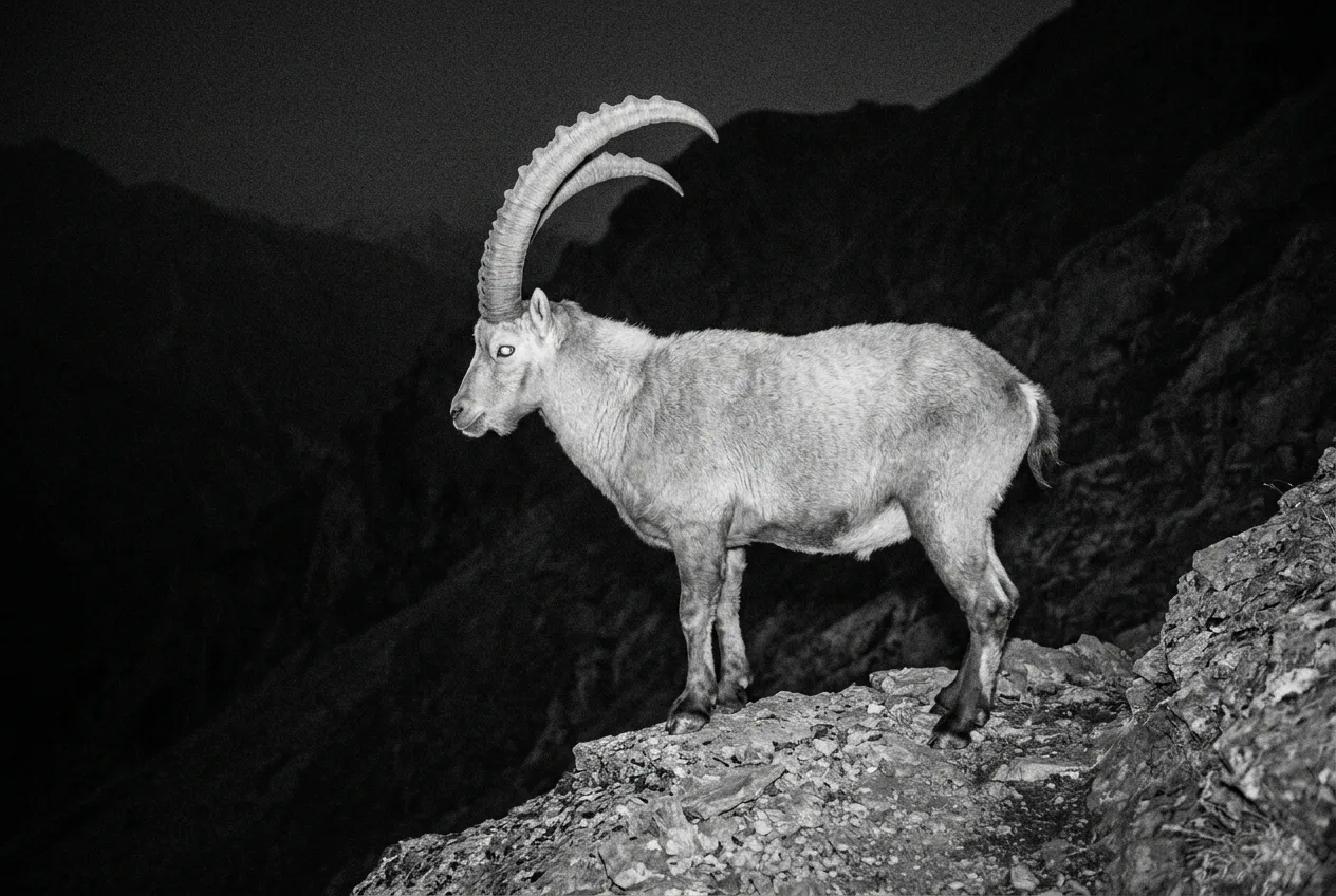 Fotogramma notturno a infrarossi di una fototrappola: la sagoma massiccia di uno stambecco con le corna arcuate visibili su una cengia rocciosa