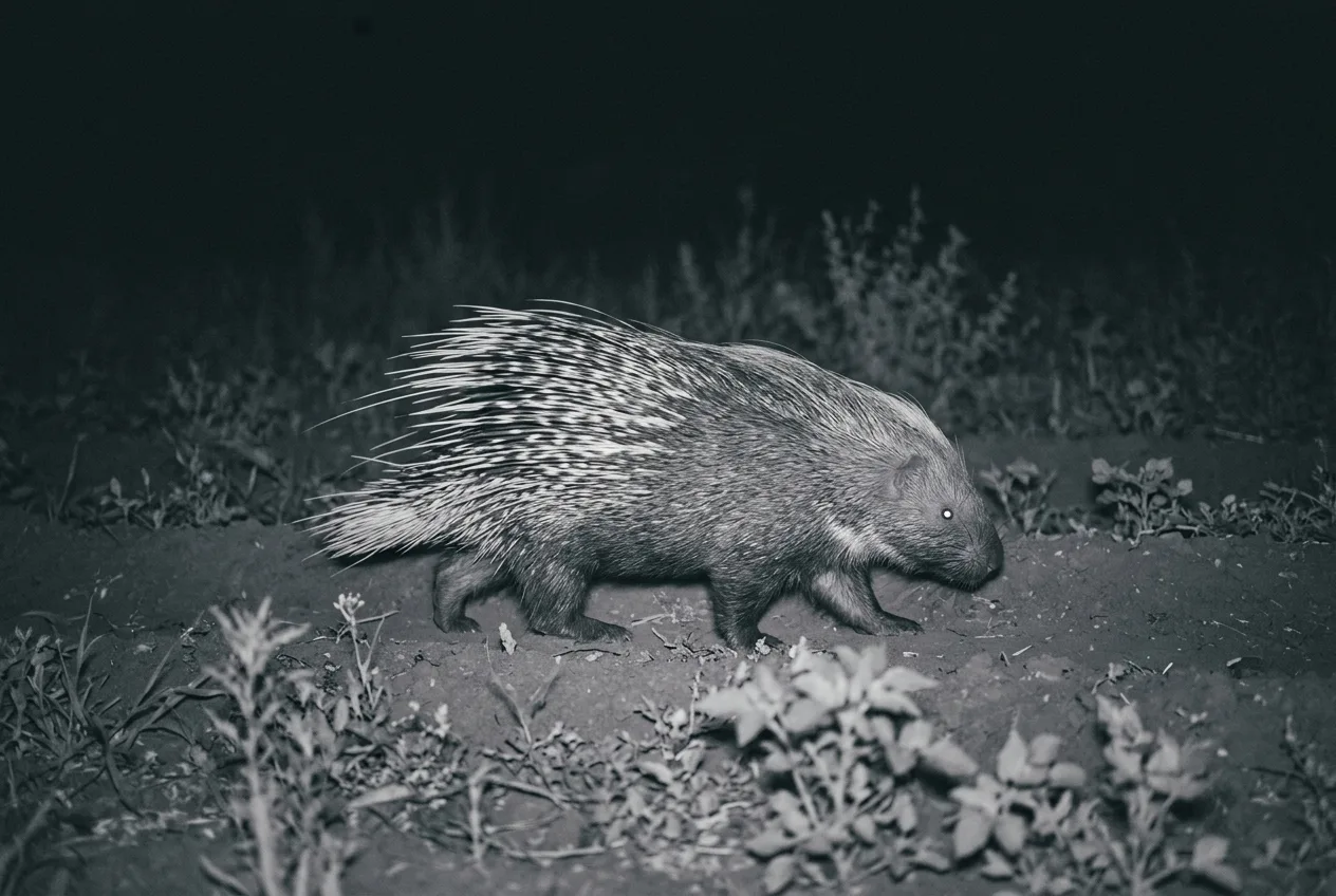 Fotogramma notturno a infrarossi di una fototrappola: un istrice ripreso in bianco e nero mentre attraversa il bordo di un campo coltivato