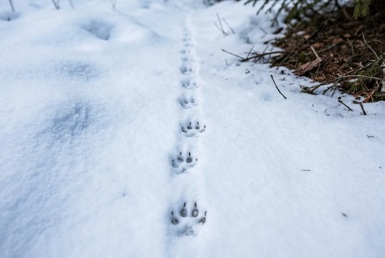 Smale revespor i en rett linje i norsk snø