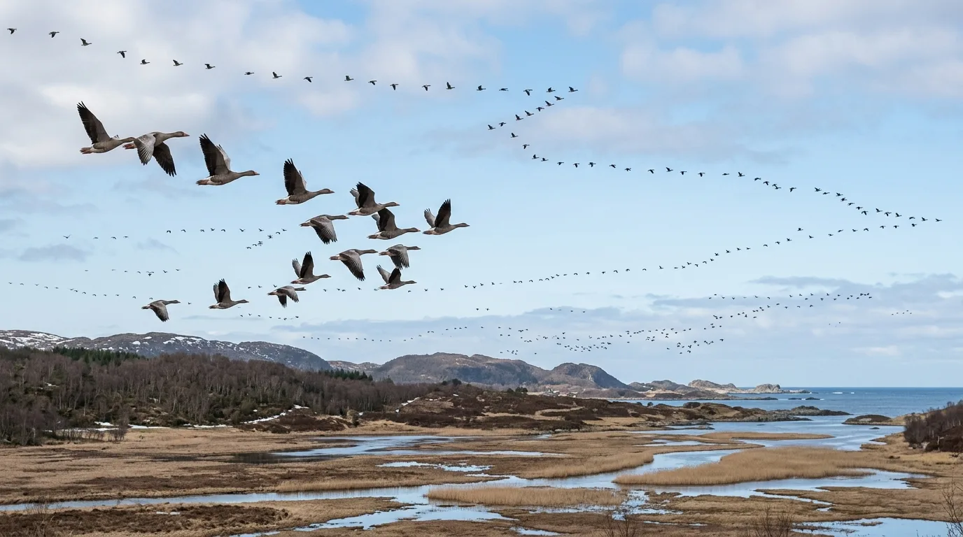 Flokk med trekkfugler over norsk våtmark om våren