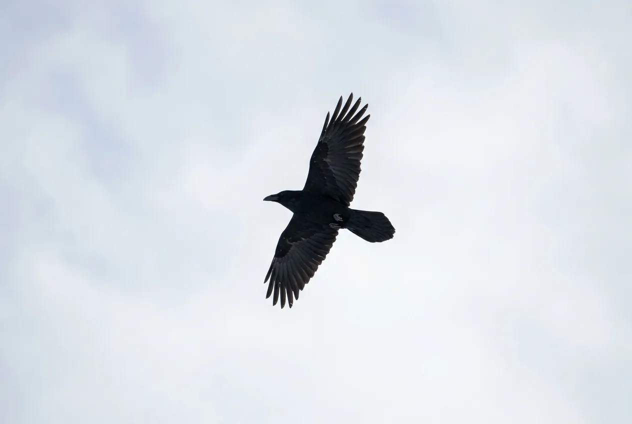 En korp i flykt mot ljus vinterhimmel där den kilformade stjärten och de raka, fingrade vingarna syns tydligt