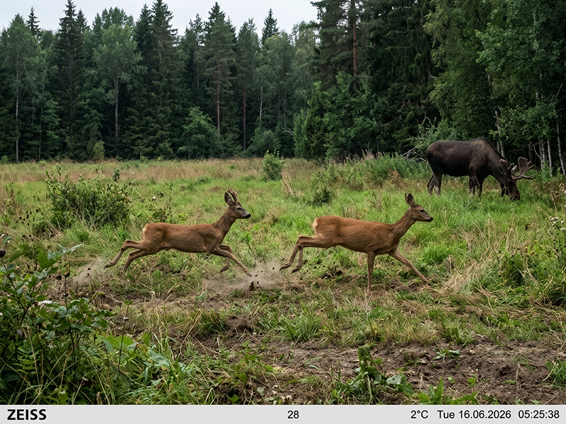 Trail-camera photo: two roe deer and a moose at the forest edge